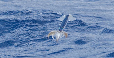 FLYING SQUID