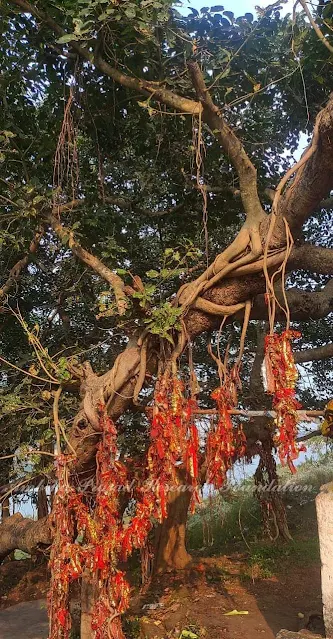 Ficus benghalensis Family : Moraceae Local name: Banyan tree, Bara, vata, Indian fig tree