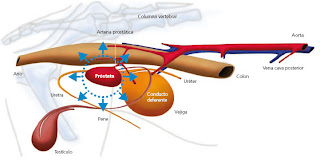 Enfermedades de la prostata