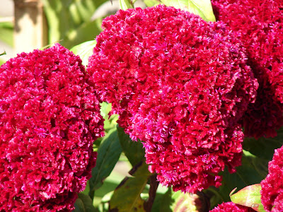 Cockscomb Flower Beautiful Images 