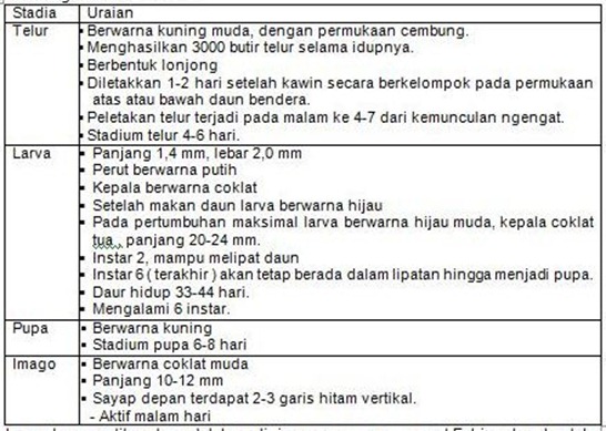 bioekologi-hama-putih palsu