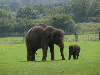 Indian Elephant and a calf