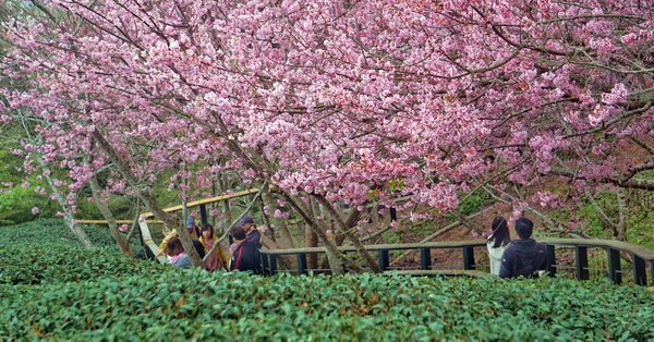 南投竹山八卦茶園昭和櫻花林粉紅香水櫻和八重櫻盛開，賞花好去處