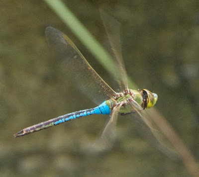 Common Green Darner (Anax junius)