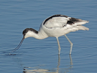 avocet