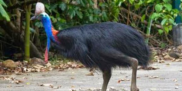 Burung Yang Tidak Bisa Terbang