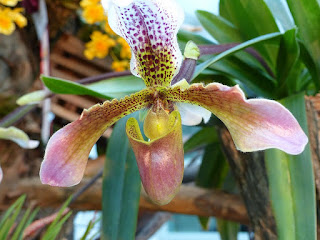 Paphiopedilum leeanum x Paphiopedilum hirsutissimum