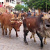 Carreiros de Lavras participaram da Festa de Carro de Boi em Macuco distrito de Itumirim, reuniu carreiros da região, inclusive de Lavras.