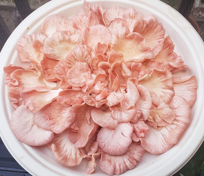 How can I add value to the oyster mushroom?