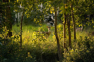 Taman Nasional Sundarbans