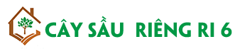 Cây Sầu Riêng Ri 6
