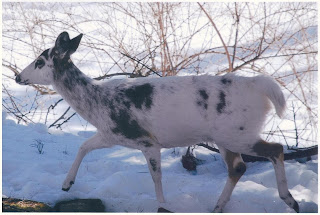 Albino Deer: Kinnelon Critter File