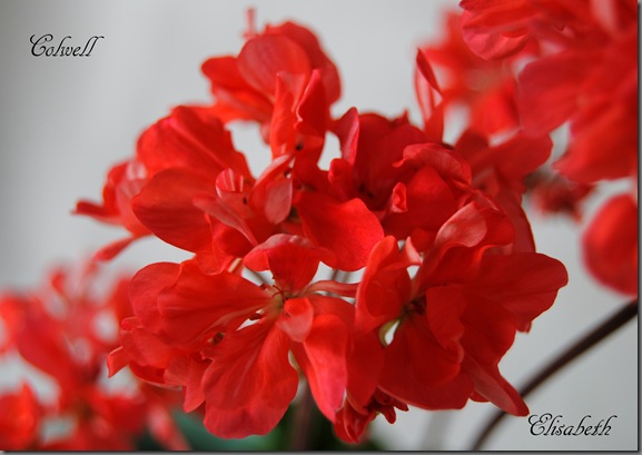 Pelargonium juni-11 206