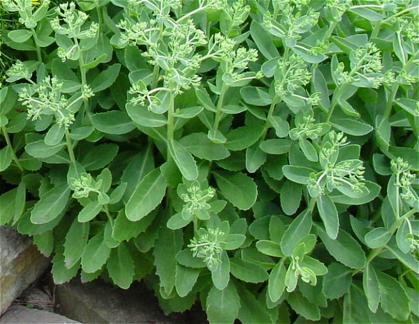 Autumn Joy Sedum