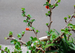 長寿梅のつぼみの画像