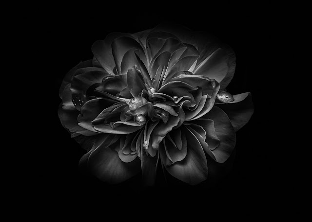 Backyard Flowers In Black And White No 67 by The Learning Curve Photography