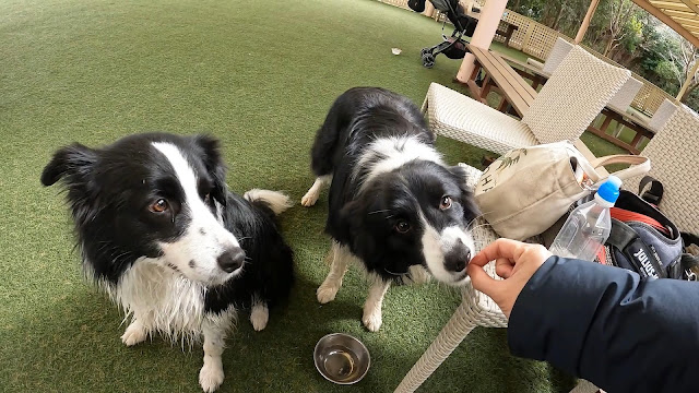 保護犬 ボーダーコリー トーマ 小谷流の里ドギーズアイランド