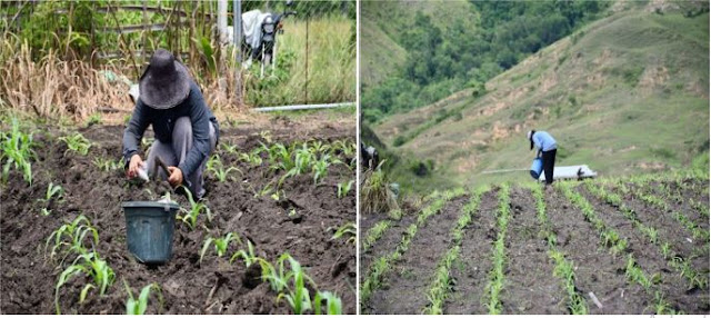 Saving the heirloom Corn varieties of Kalinga Province