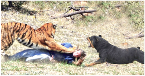 Rottweiler Saves A Woman From Tiger Attack