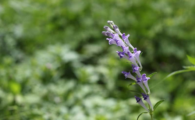 Baikal Skullcap Flowers Pictures