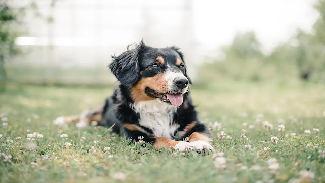 Appenzeller Sennenhund