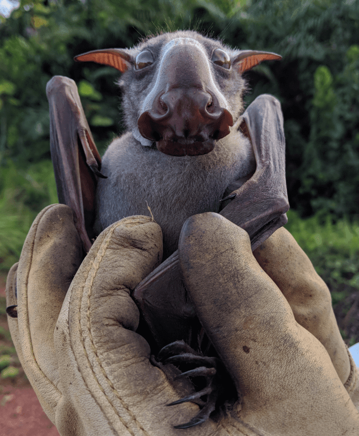 About The largest Bat In Africa