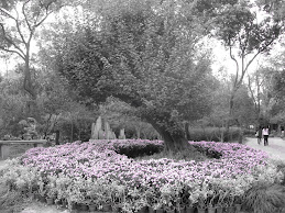 Suzhou Garden- Suzhou