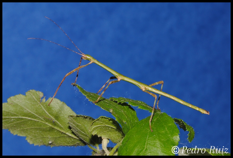 Ninfa macho L4 de Periphetes forcipatus, 4,5 cm de longitud