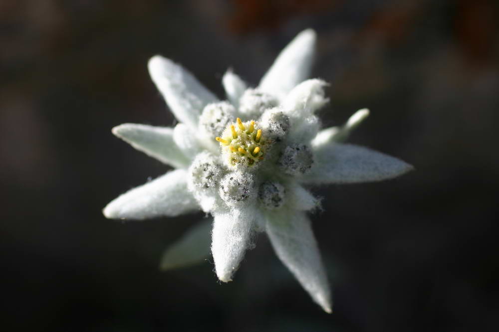 Edelweiss Wallpaper