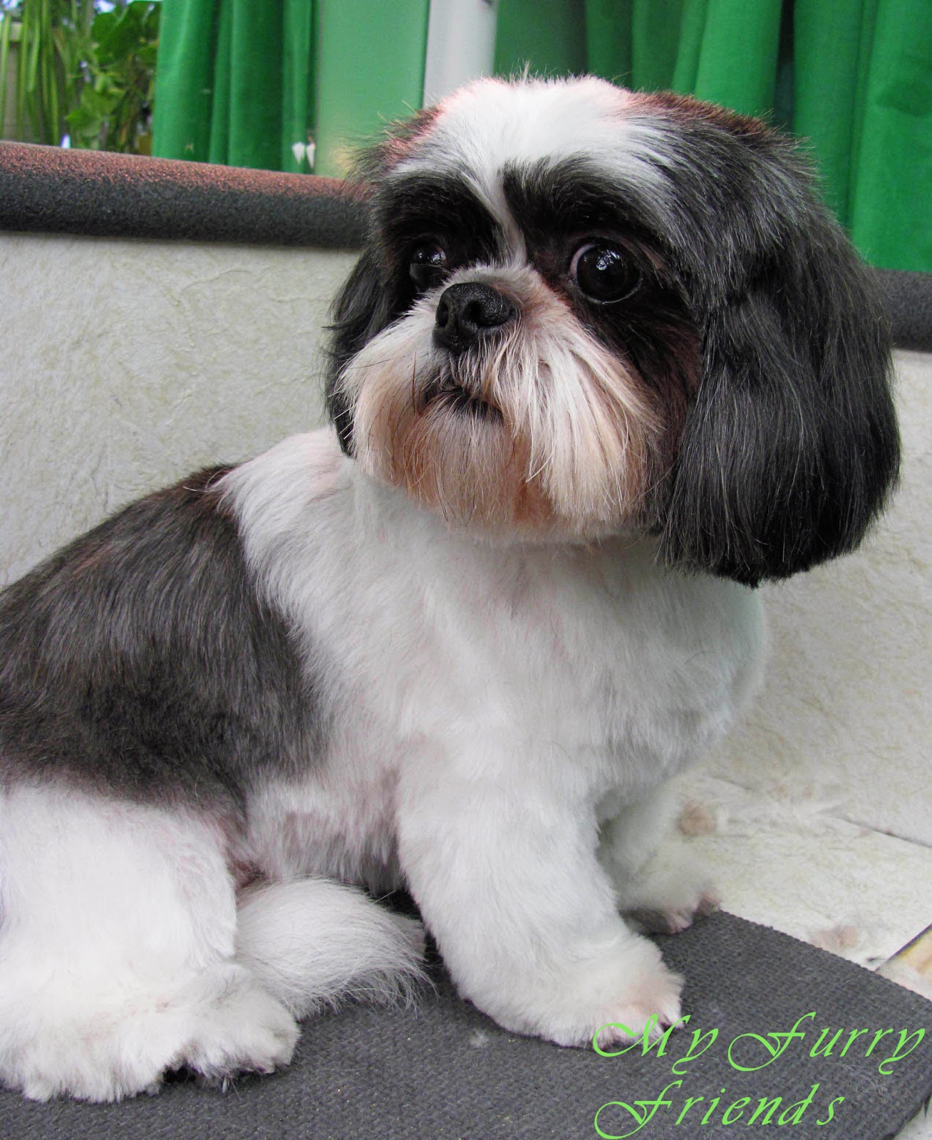 63+ Shih Tzu Black And White Shaved