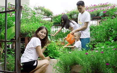 Bí quyết trồng rau sạch trên sân thượng để cả nhà cùng vui