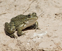 Rana Común (Pelophylax Perezi)