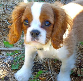 Anjing Cavalier King Charles Spaniel 1