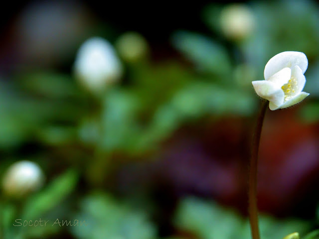 Anemone flaccida