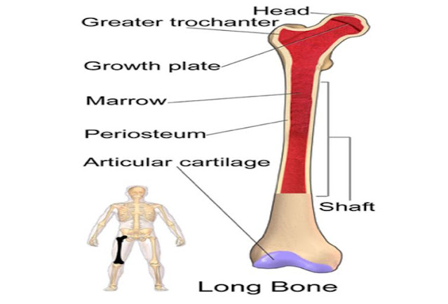 Which is the largest joint in the human body?