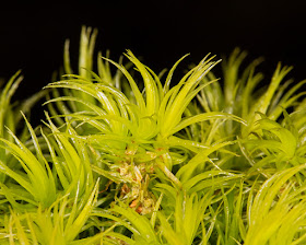 Dicranum scoparium, Broom Fork-moss.  Keston Common, 5 March 2016