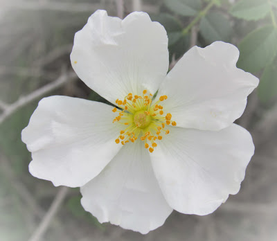 white wild roses