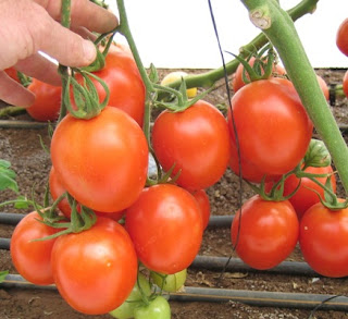 Manfaat dan Jenis-jenis Tomat