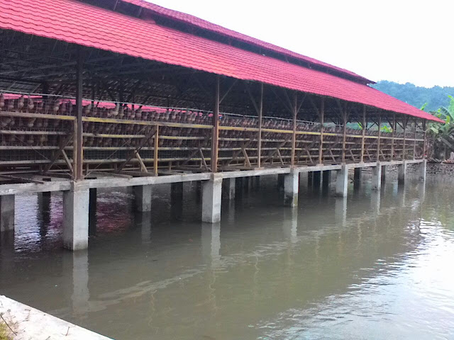 Kandang Ayam Petelur di Atas Kolam