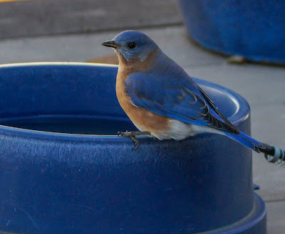Bluebird on Heated Water Bowl