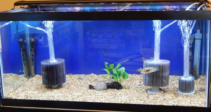 Filter Aquarium yang Bagus untuk Aquascape Ikan Hias 