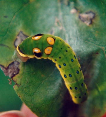 Spicebush Swallowtail Caterpillar Seen On www.coolpicturegallery.net