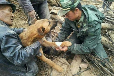 cachorro resgatado em terremoto na china