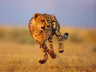 Cheetah fastest runner