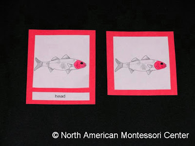 learn to make NAMC montessori nomenclature cards materials parts of the fish