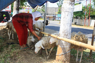 Sehari, Pedagang Kambing Raup Untung Rp 1 Juta