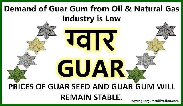 Prices of Guar Seed and Guar Gum will remain stable, Guar, guar gum, guar price, guar gum price, guar demand, guar gum demand, guar seed production, guar seed stock, guar seed consumption, guar gum cultivation, guar gum cultivation in india, Guar gum farming, guar gum export from india , guar seed export, guar gum export, guar gum farming, guar gum cultivation consultancy, today guar price, today guar gum price, ग्वार, ग्वार गम, ग्वार मांग, ग्वार गम निर्यात 2018-2019, ग्वार गम निर्यात -2019, ग्वार उत्पादन, ग्वार कीमत, ग्वार गम मांग, Guar Gum, Guar seed, guar , guar gum, guar gum export from india, guar gum export to USA, guar demand USA, guar future price, guar future demand, guar production 2019, guar gum demand 2019, guar, guar gum, cluster beans, guar gum powder, guar gum price, guar gum uses, ncdex guar, guar price, guar gum price today, cyamopsis tetragonoloba, ncdex guar gum price, guar beans, guar rate today