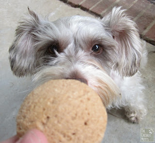 Dottie about to eat a Snicker Doodle dog treat from Paws Barkery