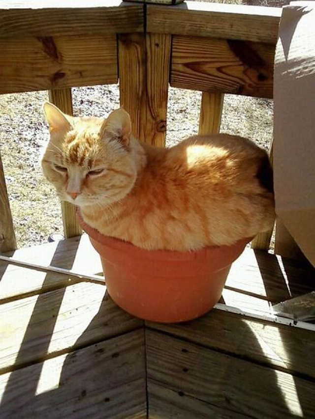 Melhores fotos de gatos descansando em lugares incomuns