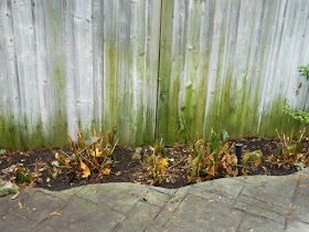 Bedford Park Toronto Garden Fall Cleanup after by Paul Jung Gardening Services